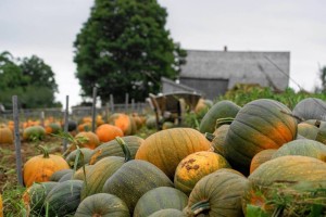 pumpkin harvest  