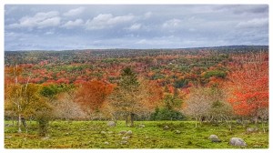 fall colors            