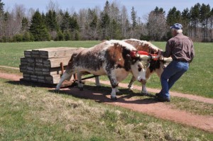 cattle at work                      