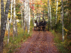 great day for a wagon ride                          