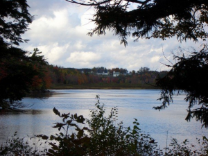 new ross through the trees                        